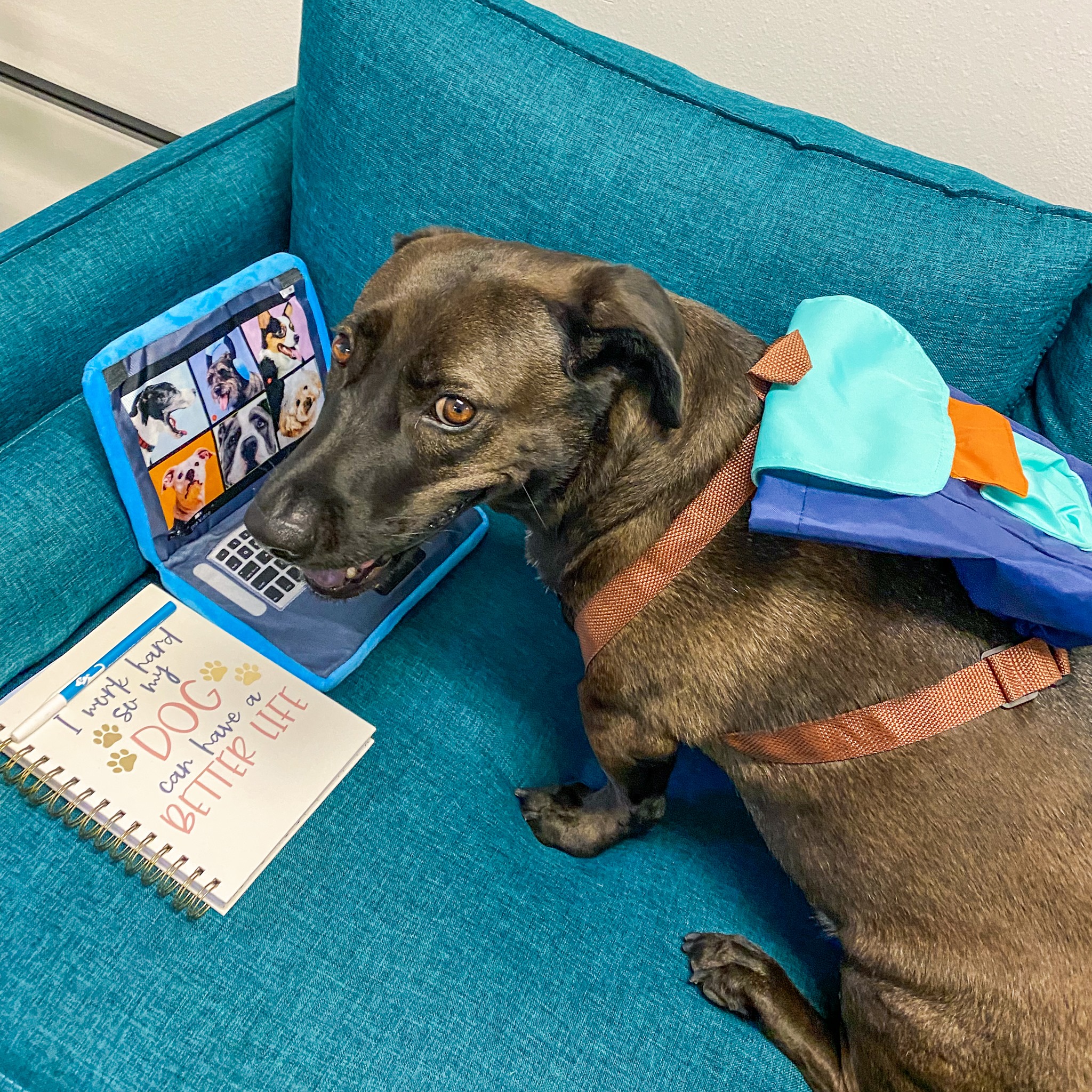 Sheppard Law Louisiana Emotional Support Dog Laws